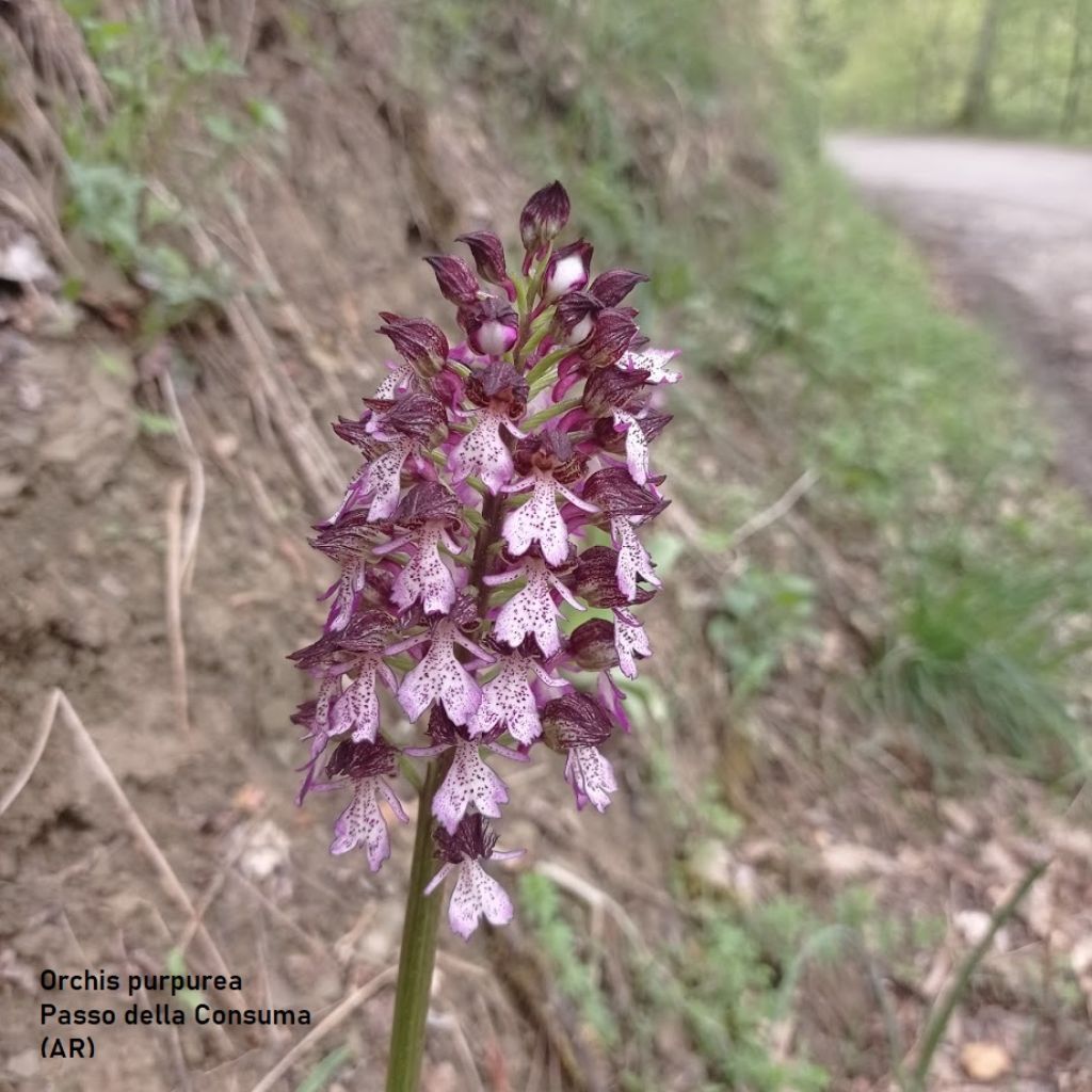 orchidee-Casentino
